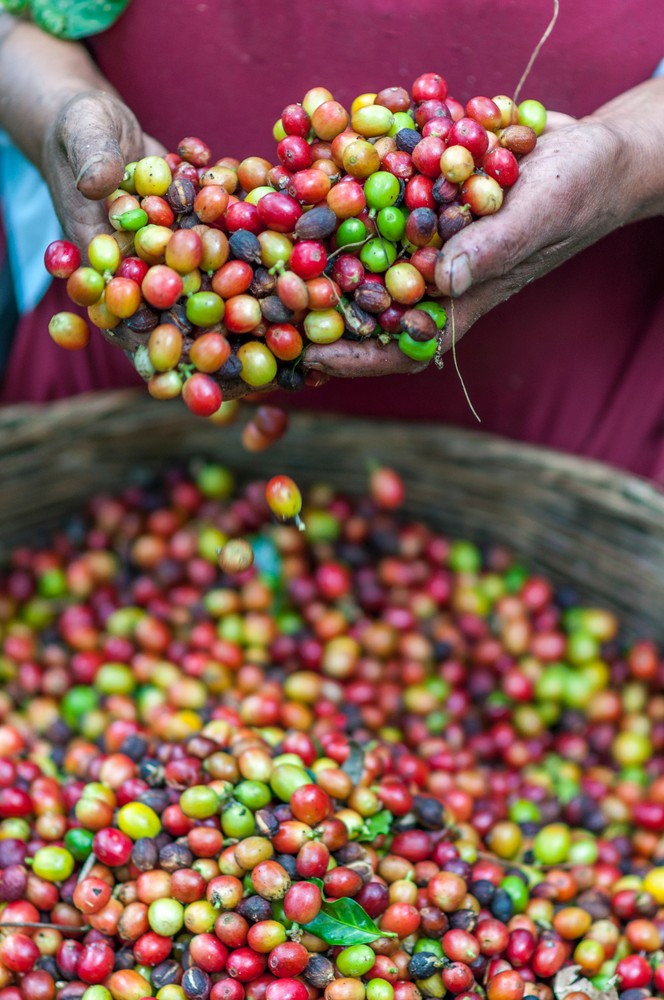 Narrowing the links between food production and consumption, and valuing agricultural biological diversity and regional fresh foods are approaches suggested in the dialogue to tackle food insecurity, assure rights and sovereignty. Photo by Rodrigo Flores on Unsplash