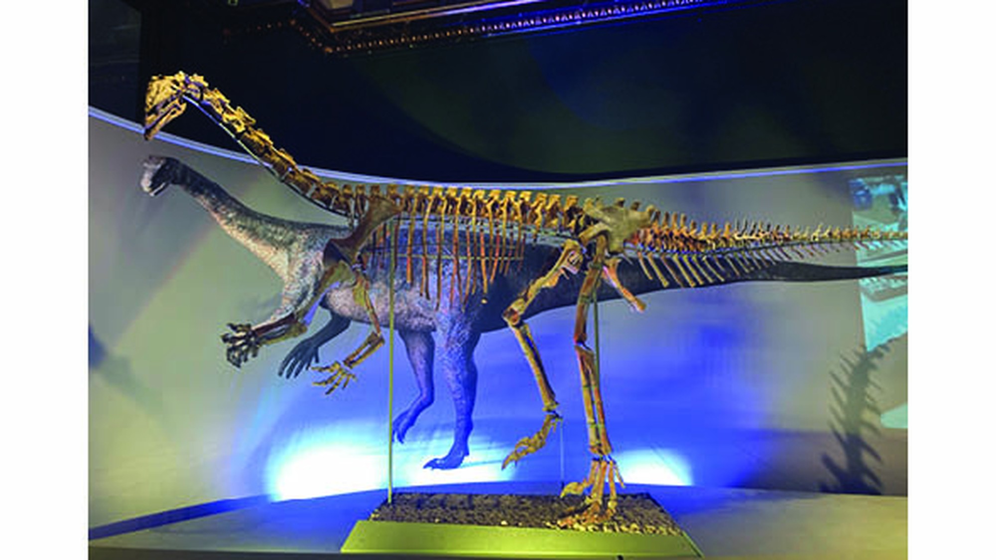 The 210-million-year-old plateosaur skeleton and its 3D representation, star of the exibithion «CineSaurs. Fiction and Science» at the Natural History Museum NHM of Vienna.
