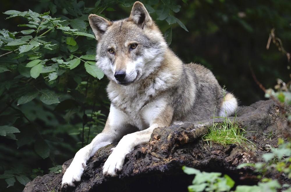 Picture of a wolf  free for commercial and noncommercial use